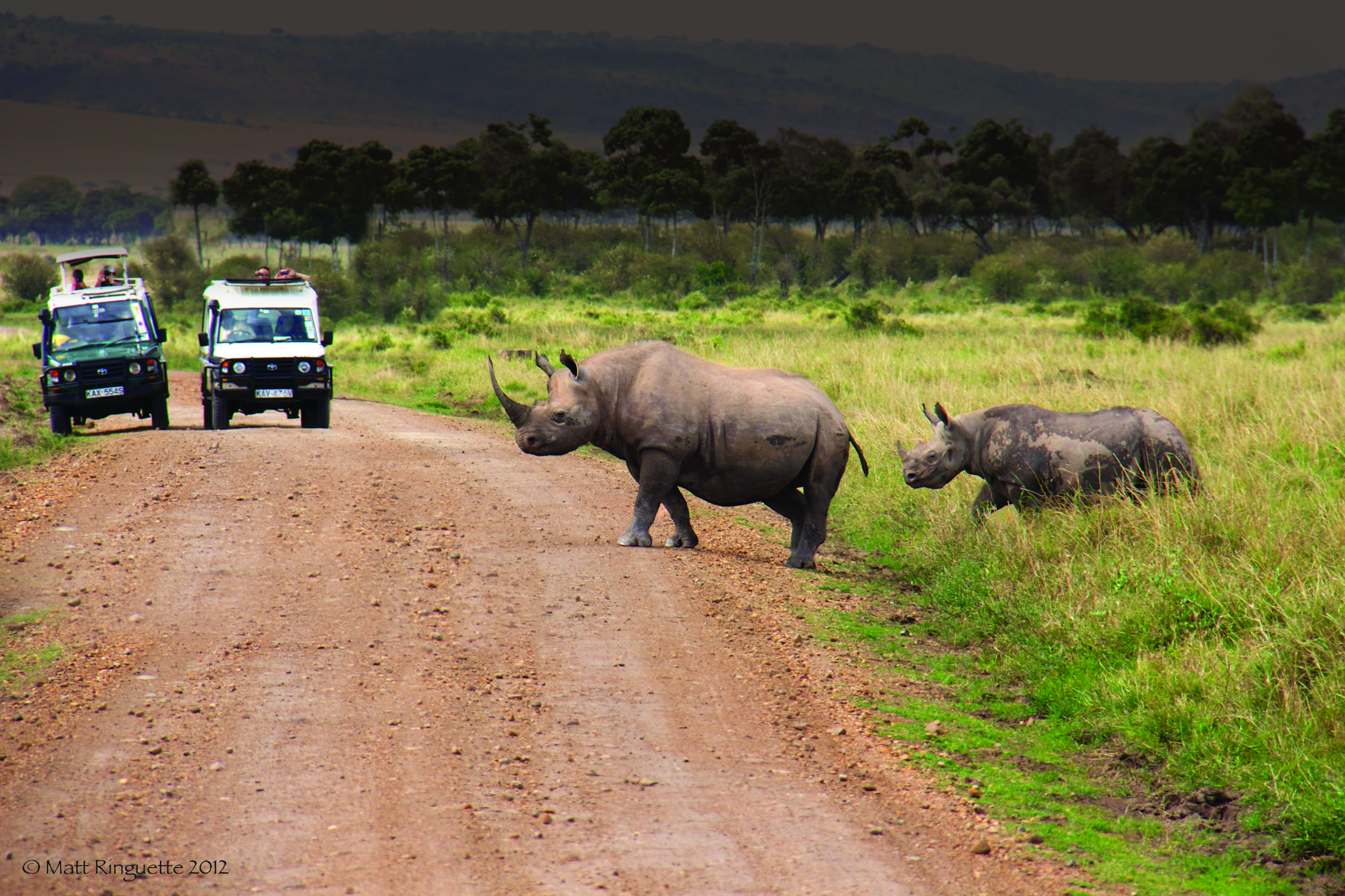 https://d3r8gwkgo0io6y.cloudfront.net/upload/TwoRhinos.jpg
