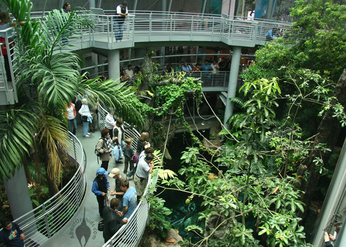 https://d3r8gwkgo0io6y.cloudfront.net/upload/US/USA-california-acadamy-science-rainforest-2.jpg