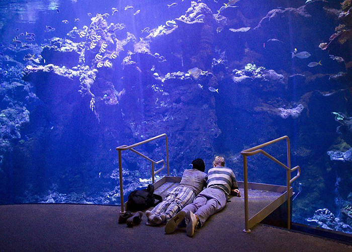 https://d3r8gwkgo0io6y.cloudfront.net/upload/UW/USA-california-acadamy-science-coral-reef-1.jpg