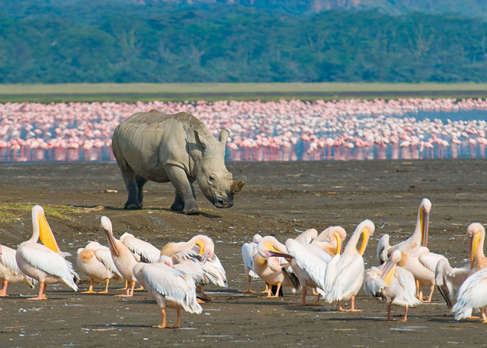 https://d3r8gwkgo0io6y.cloudfront.net/upload/VK/africa-kenya-nairobi-lake-nakuru-3.jpg
