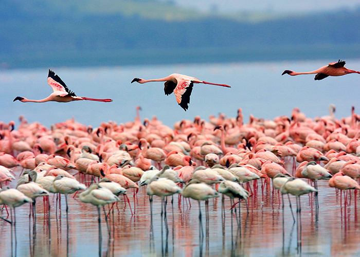 https://d3r8gwkgo0io6y.cloudfront.net/upload/VK/africa-kenya-nairobi-lake-nakuru-4.jpg