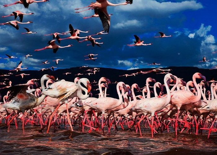 https://d3r8gwkgo0io6y.cloudfront.net/upload/VK/africa-kenya-nairobi-lake-nakuru-5.jpg