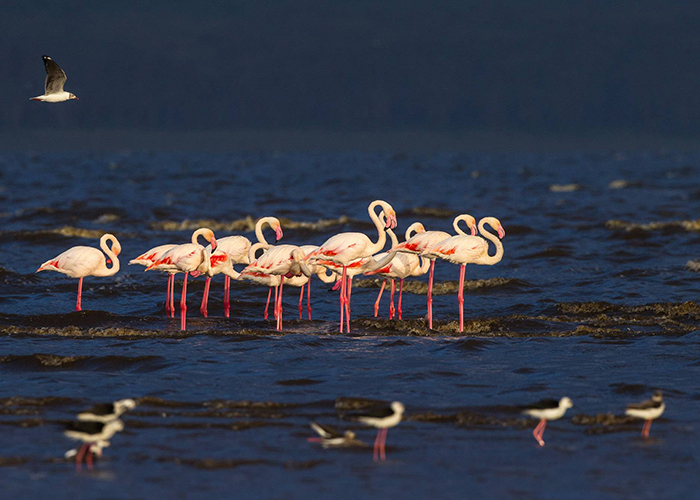 https://d3r8gwkgo0io6y.cloudfront.net/upload/VK/africa-kenya-nairobi-lake-nakuru-8.jpg