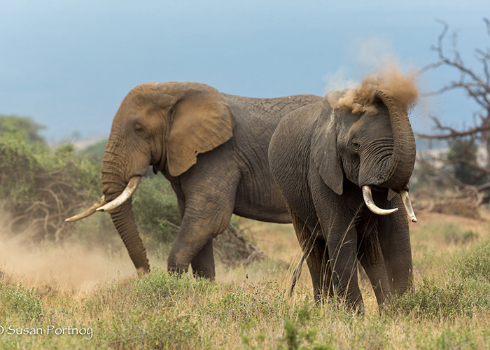 https://d3r8gwkgo0io6y.cloudfront.net/upload/VK/africa-kenya-nairobi-lake-nakuru-national-park-4.jpg