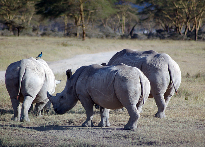 https://d3r8gwkgo0io6y.cloudfront.net/upload/VK/africa-kenya-nairobi-lake-nakuru-rhina-sanctuary-4.jpg