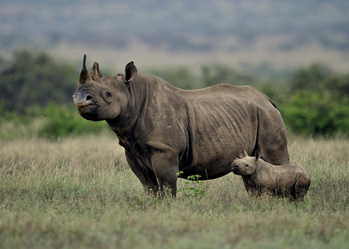 https://d3r8gwkgo0io6y.cloudfront.net/upload/VK/africa-kenya-nairobi-lake-nakuru-rhino-sanctuary-1.jpg