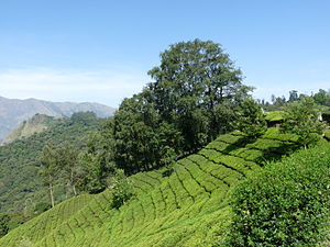 https://d3r8gwkgo0io6y.cloudfront.net/upload/View_of_tea_plantations_from_Munnar.jpg