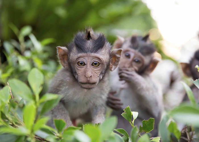 https://d3r8gwkgo0io6y.cloudfront.net/upload/WI/asia-Indonesia-Bali-Monkeyforest1.jpg