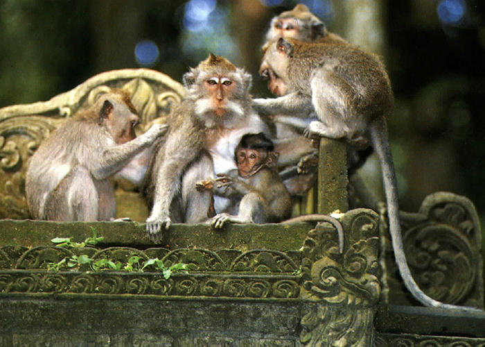 https://d3r8gwkgo0io6y.cloudfront.net/upload/WI/asia-Indonesia-Bali-Monkeyforest3.jpg