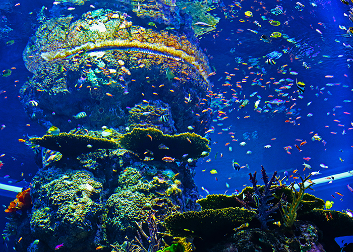 https://d3r8gwkgo0io6y.cloudfront.net/upload/WS/Singapore-Sentosa-Marinelifepark5.jpg
