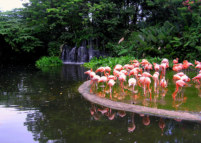https://d3r8gwkgo0io6y.cloudfront.net/upload/WS/Singapore-jurong-bird-park-4.jpg