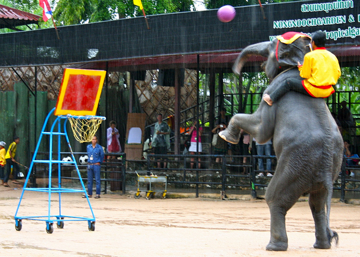 https://d3r8gwkgo0io6y.cloudfront.net/upload/XT/thailand-pattaya-nong-nooch-villege--10.jpg