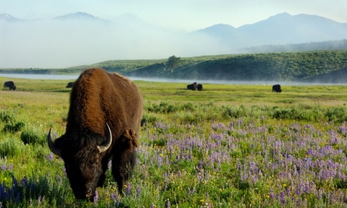 https://d3r8gwkgo0io6y.cloudfront.net/upload/Yellowstone_.jpg