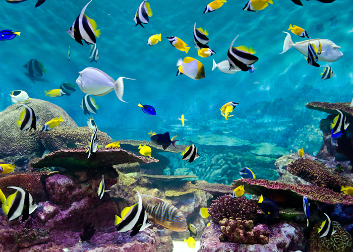 https://d3r8gwkgo0io6y.cloudfront.net/upload/ZC/Singapore-Sentosa-Marinelifepark3.jpg