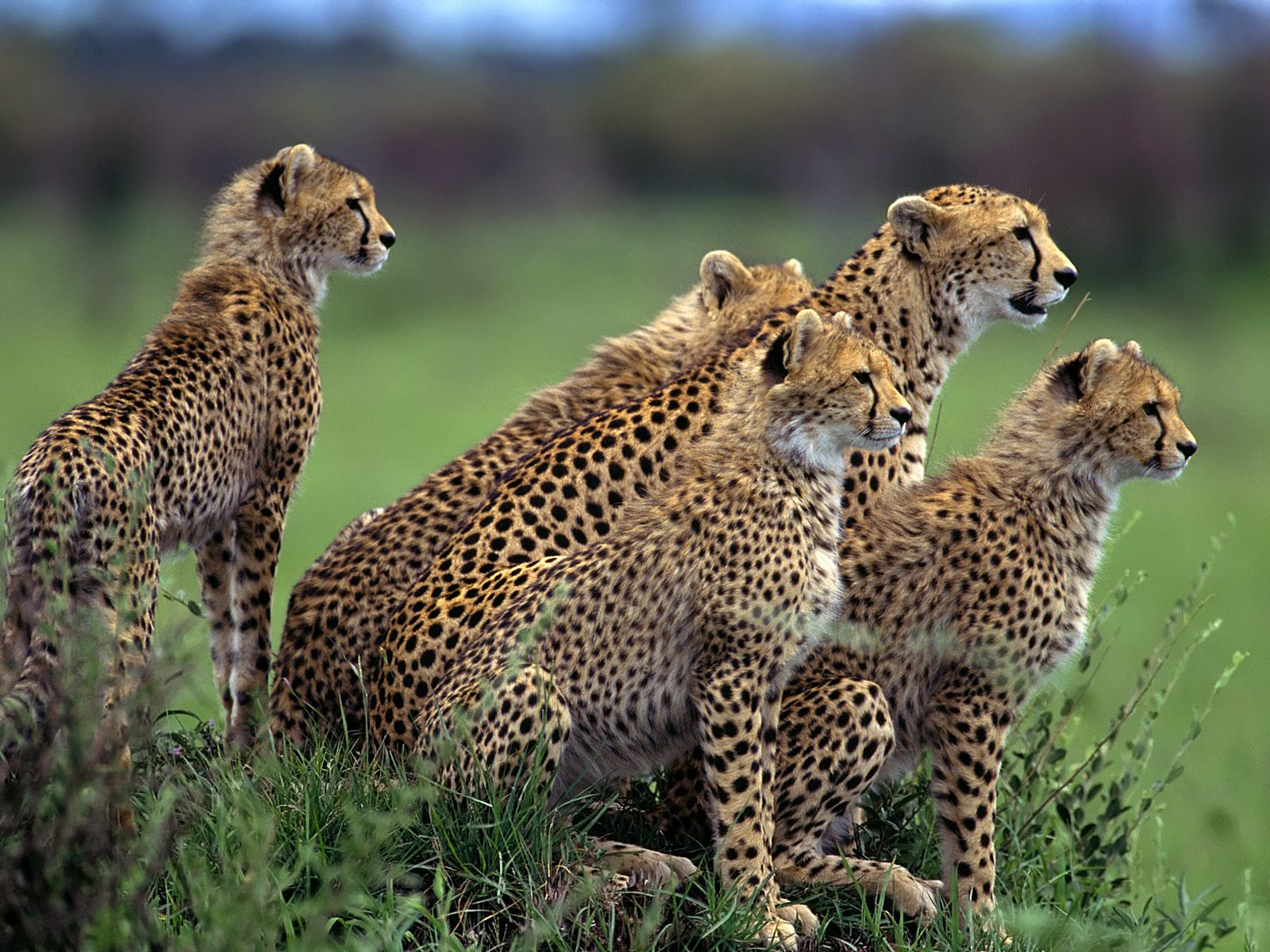 https://d3r8gwkgo0io6y.cloudfront.net/upload/anticipation-cheetahs-africa.jpg