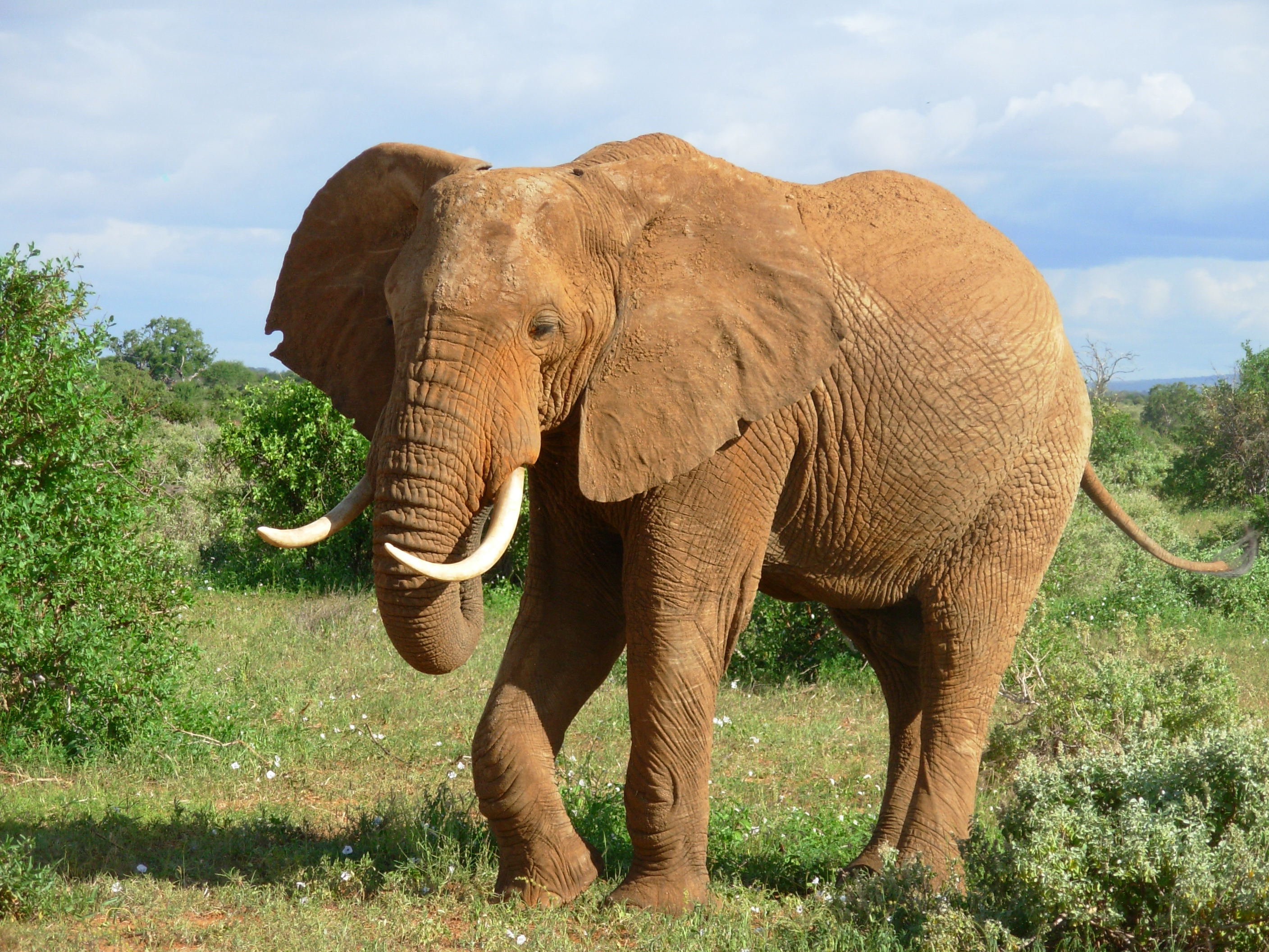 https://d3r8gwkgo0io6y.cloudfront.net/upload/big_elephant.jpg
