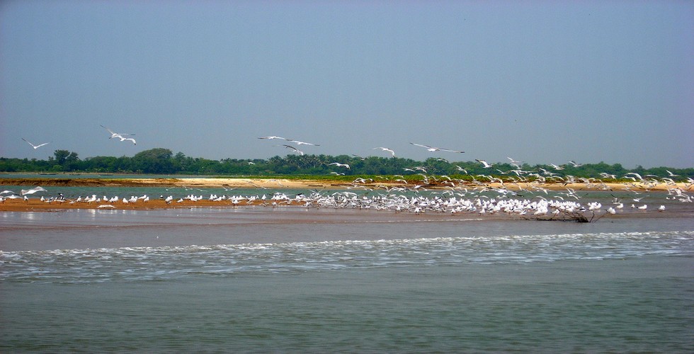 https://d3r8gwkgo0io6y.cloudfront.net/upload/chilka-lake-birds1.jpg
