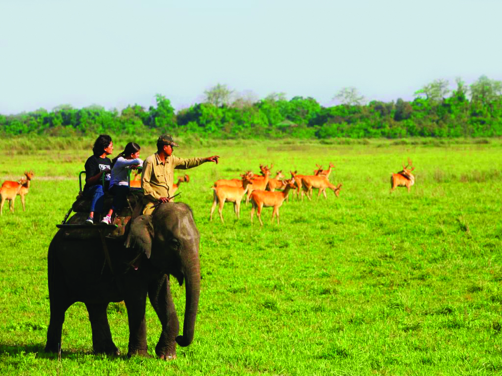 https://d3r8gwkgo0io6y.cloudfront.net/upload/elephant-joyraj-kaziranga.jpg