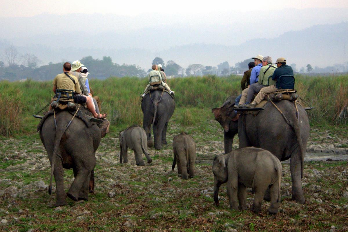 https://d3r8gwkgo0io6y.cloudfront.net/upload/elephant-ride-in-kaziranga-by-markus-lilje.jpg