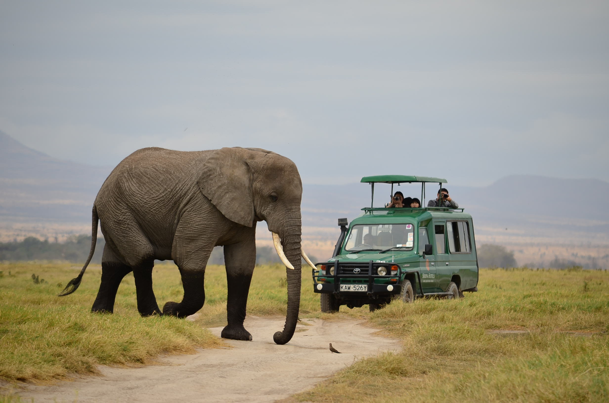 https://d3r8gwkgo0io6y.cloudfront.net/upload/elephants-have-right-of-way.jpg