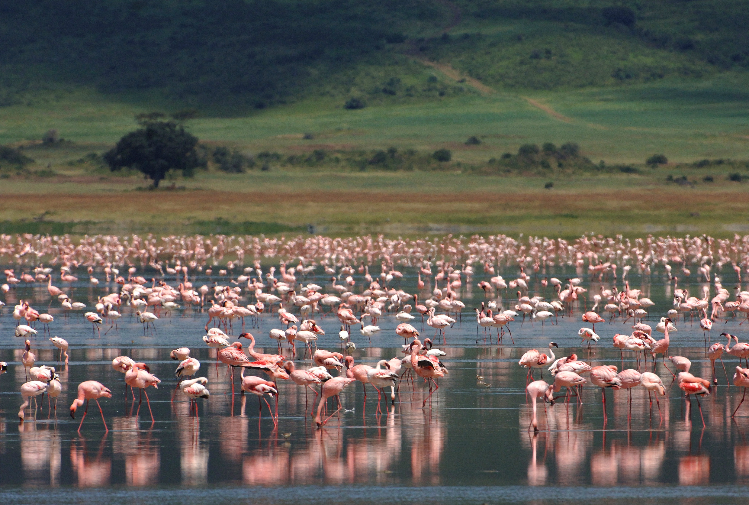 https://d3r8gwkgo0io6y.cloudfront.net/upload/flamingo.jpg