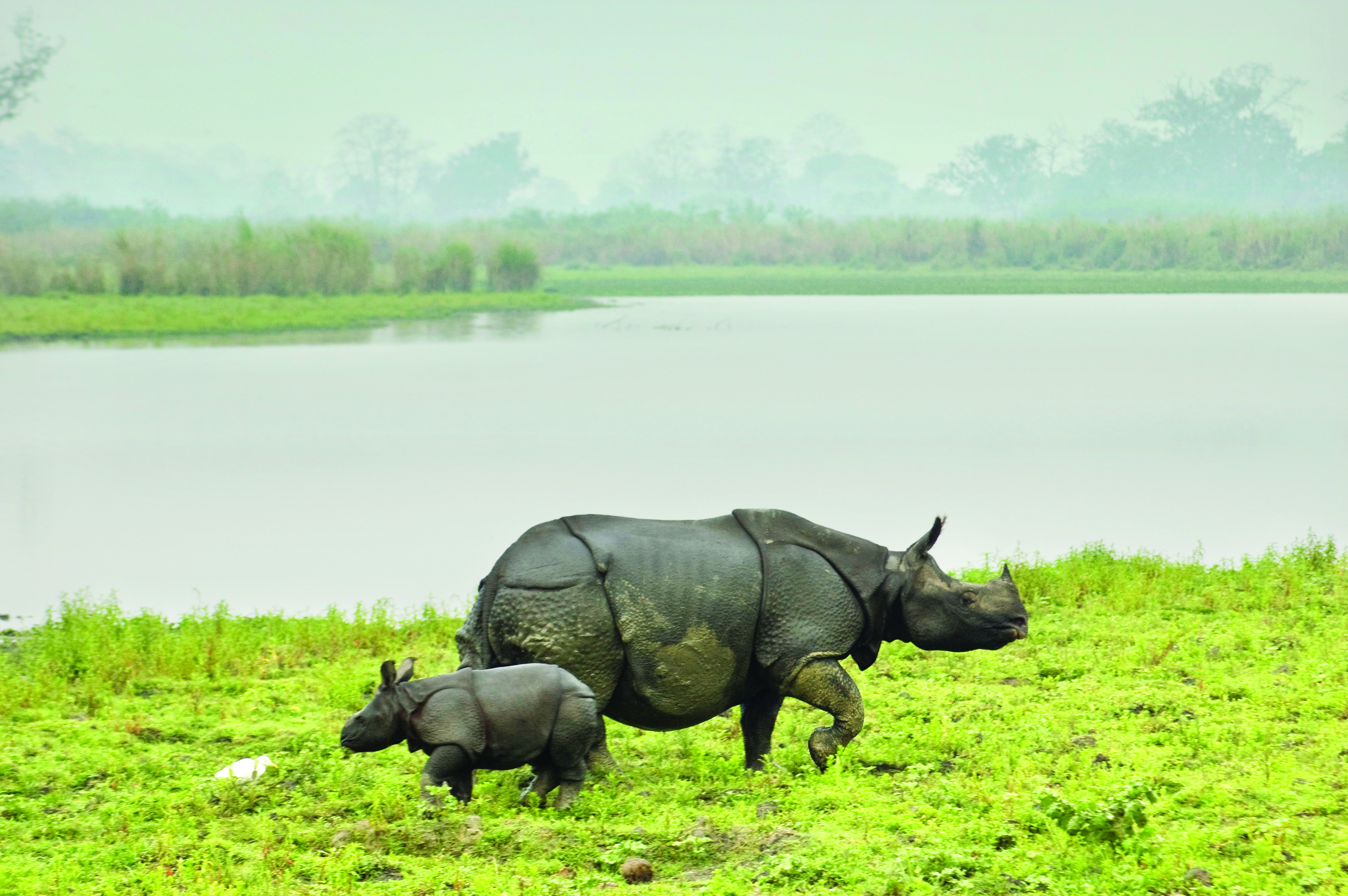 https://d3r8gwkgo0io6y.cloudfront.net/upload/kaziranga-rhino.jpg