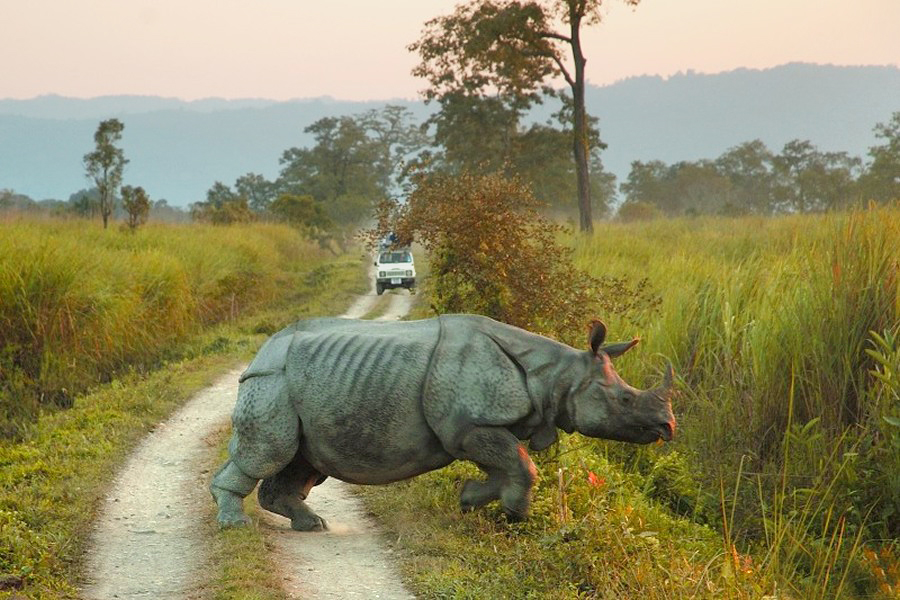 https://d3r8gwkgo0io6y.cloudfront.net/upload/m_Kaziranga-National-Park.jpg