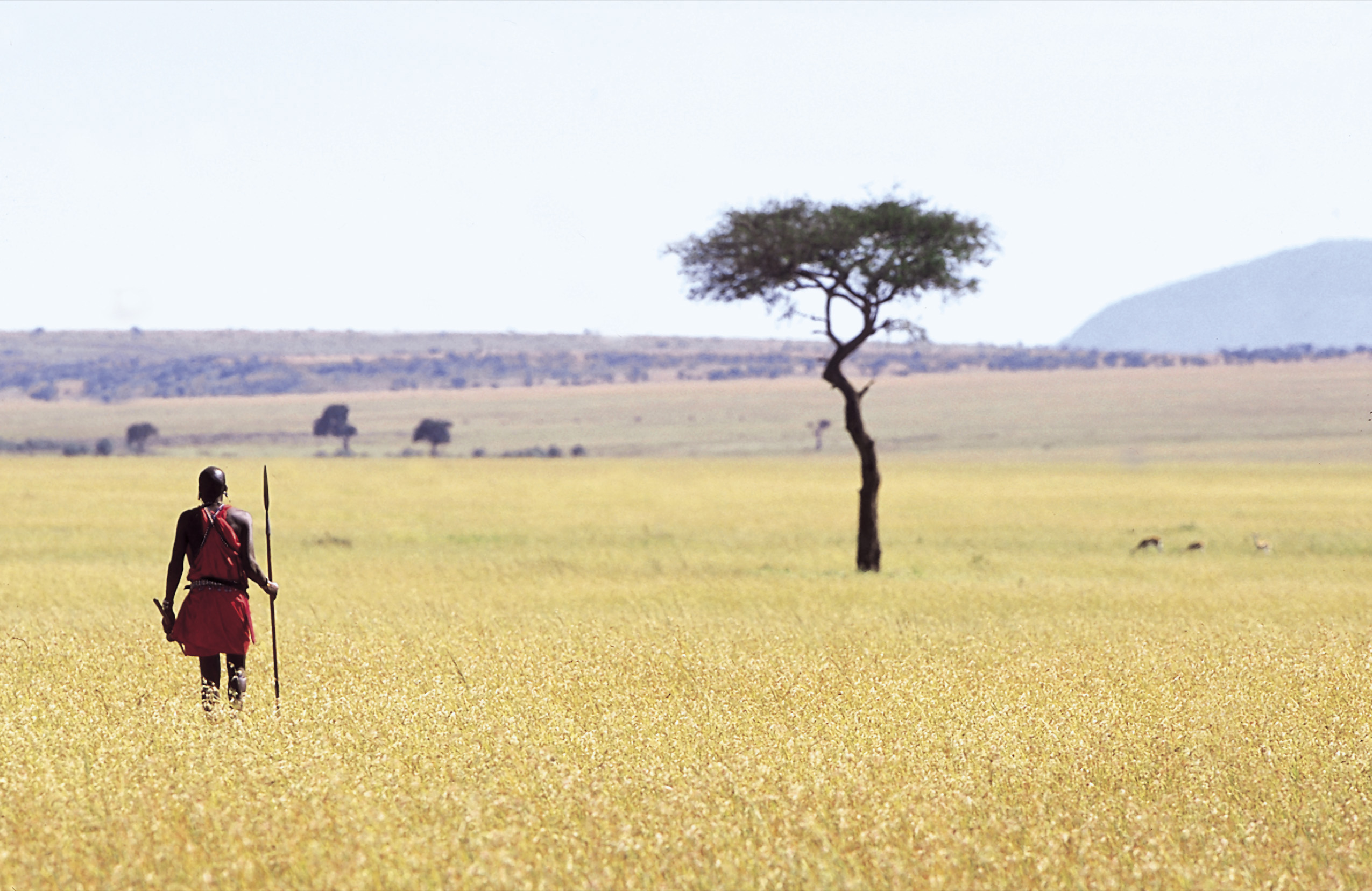 https://d3r8gwkgo0io6y.cloudfront.net/upload/masaimara.jpg