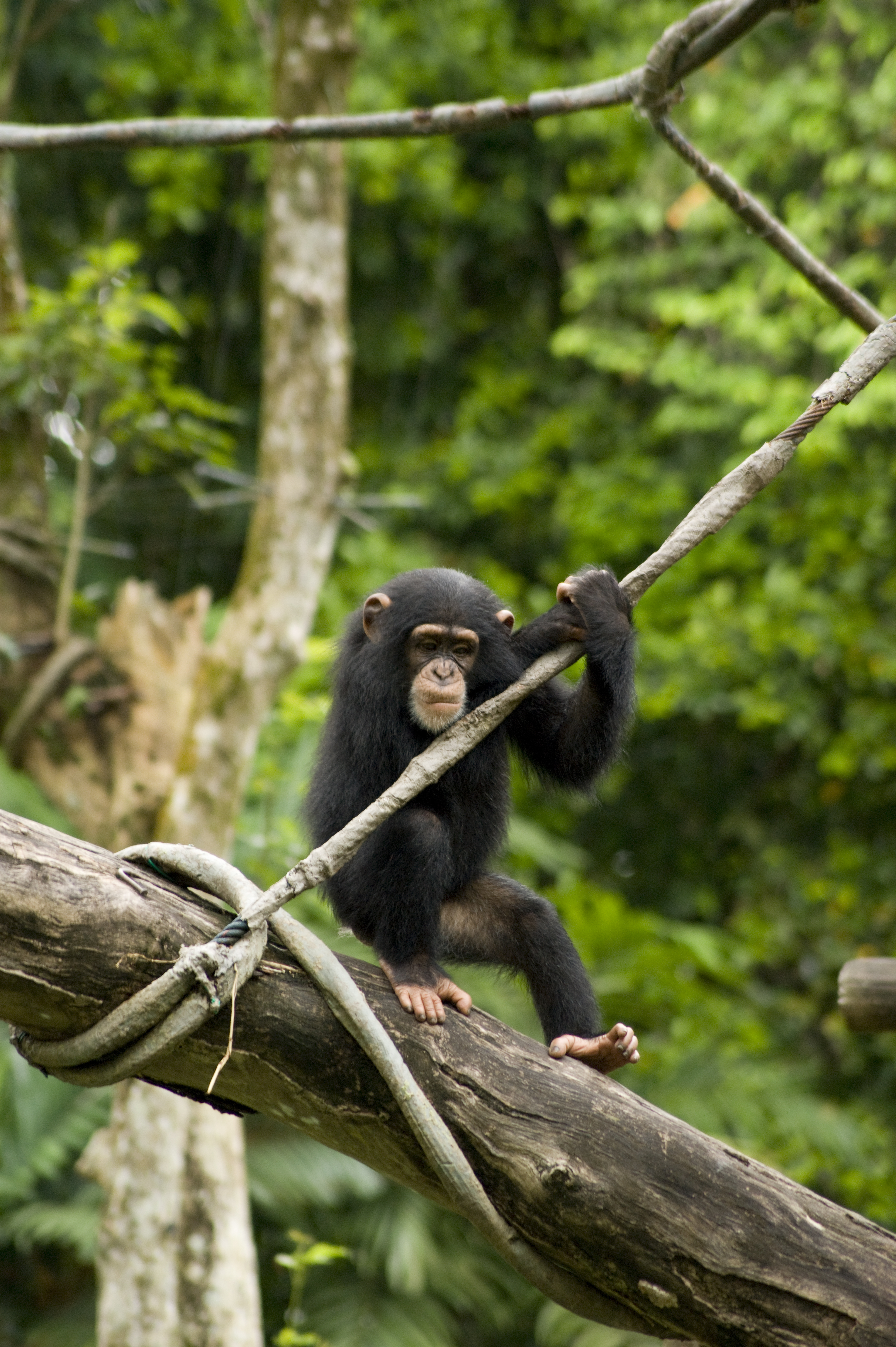 https://d3r8gwkgo0io6y.cloudfront.net/upload/monkey.jpg