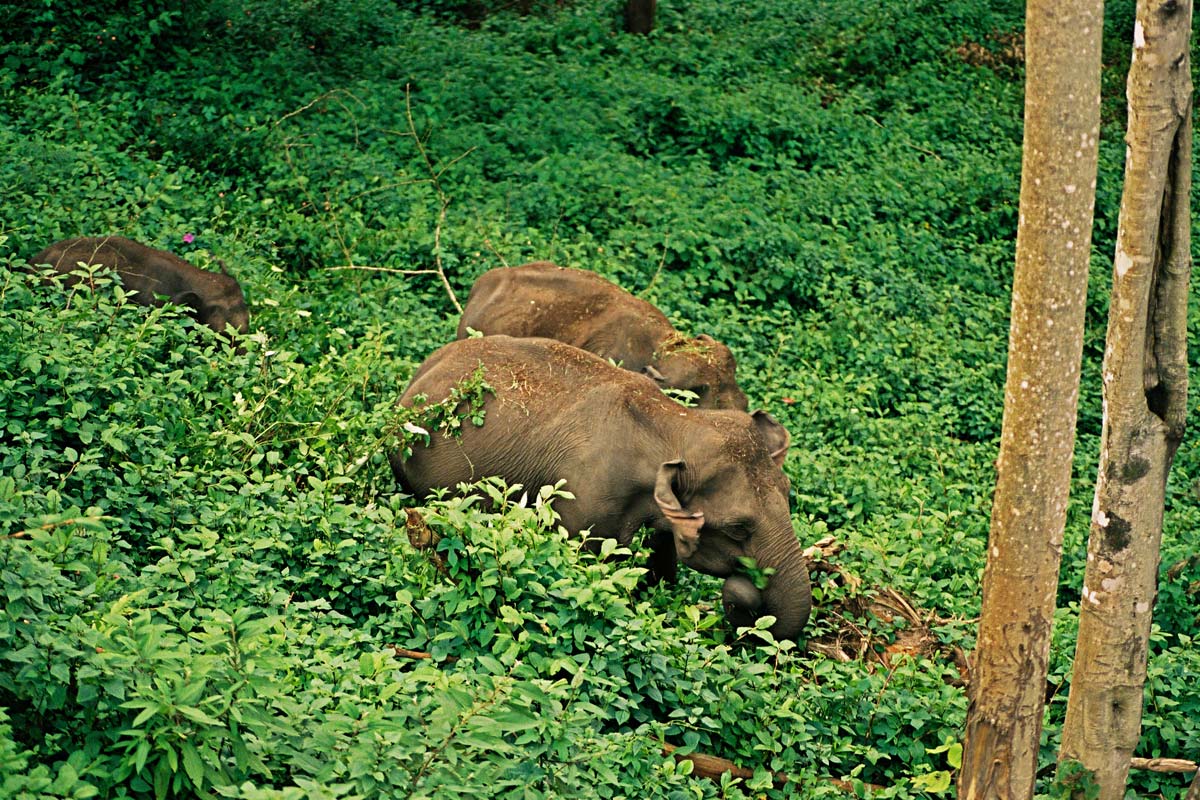 https://d3r8gwkgo0io6y.cloudfront.net/upload/munnar.jpg