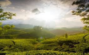 https://d3r8gwkgo0io6y.cloudfront.net/upload/munnar2.jpg