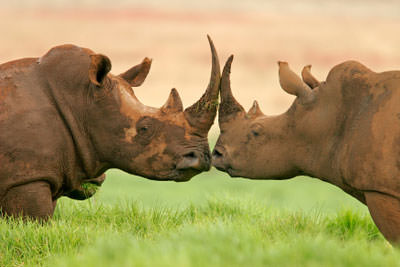 https://d3r8gwkgo0io6y.cloudfront.net/upload/rhino-tanzania.jpg