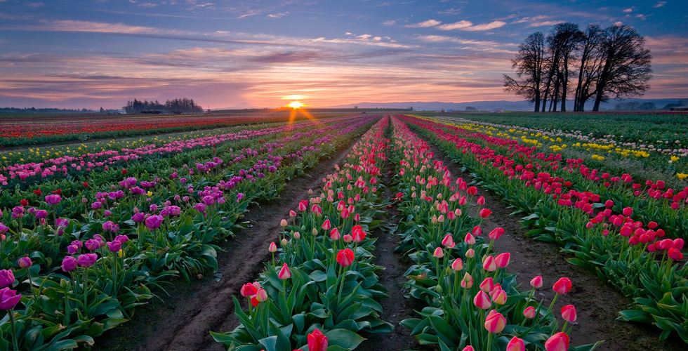 https://d3r8gwkgo0io6y.cloudfront.net/upload/tulip.jpg