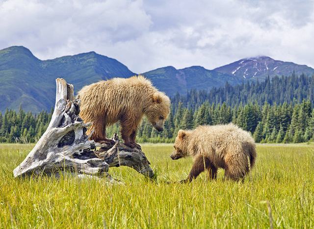 https://d3r8gwkgo0io6y.cloudfront.net/upload/us-alaska-denali-national-park.jpg