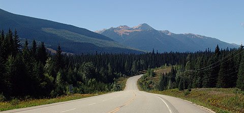 https://d3r8gwkgo0io6y.cloudfront.net/upload/yellowhead.jpg